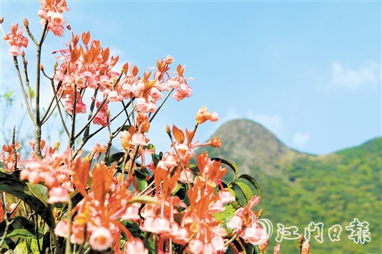 不少攝影發(fā)燒友到恩平市大槐鎮(zhèn)大人山，搶抓時機拍攝吊鐘花。