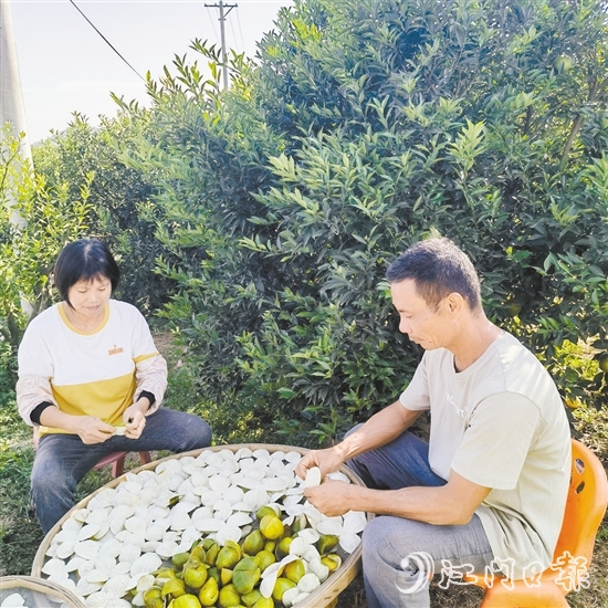 果農(nóng)正忙著剝柑皮、曬柑皮。