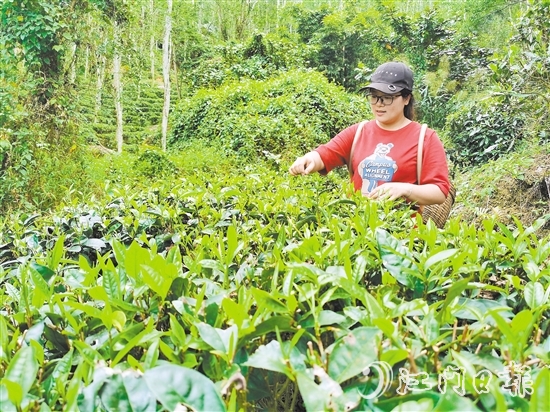 吳小敏親力親為，打理茶園。