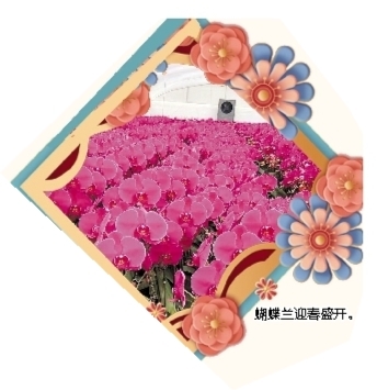 蝴蝶蘭迎春盛開。