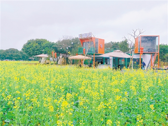 大沙鎮(zhèn)蕉園營地。