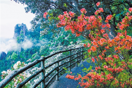 羊獅慕杜鵑花盛放。資料圖