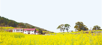 江西萬安油菜花綻放。資料圖