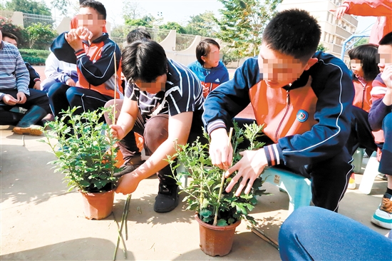 江門市特殊教育學(xué)校職高園藝班的同學(xué)們整理要義賣的盆栽。張翠玲