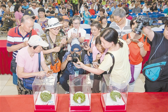 2018年6月1日，2018第五屆廣東（江門）杜阮涼瓜美食文化旅游節(jié)在五邑華僑廣場會展中心開幕。市民紛紛用鏡頭拍下“涼瓜王”。