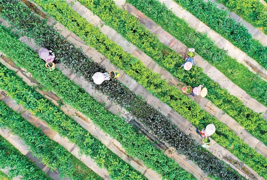 在開平市大沙里農(nóng)業(yè)科技發(fā)展有限公司的茶園里，茶壟纏繞山腰，滿山翠綠。茶農(nóng)穿梭在茶園之中，采摘第一批春茶。江門日報(bào)記者