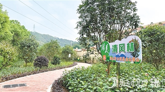 今年以來(lái)，金溪社區(qū)大力推進(jìn)綠美生態(tài)建設(shè)。圖為該村的綠化景觀帶。