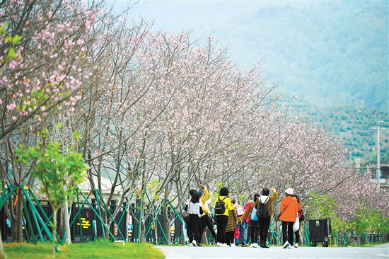 鶴城鎮(zhèn)城西村櫻花大道鋪設(shè)瀝青路近1.2公里，種植2200多棵櫻花樹，包括牡丹櫻、紅粉佳人櫻、廣州櫻等13個(gè)品種的櫻花。今年還種植了油菜花、玫瑰花等，增設(shè)了鐵軌小火車等游樂(lè)設(shè)施，迎接八方來(lái)客。