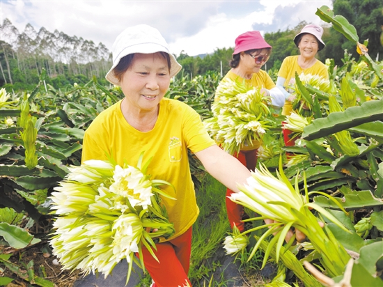 美麗的霸王花吸引游客前來拍照打卡并采摘。