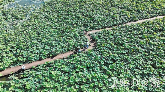 滿園荷花美得像幅畫(huà)。