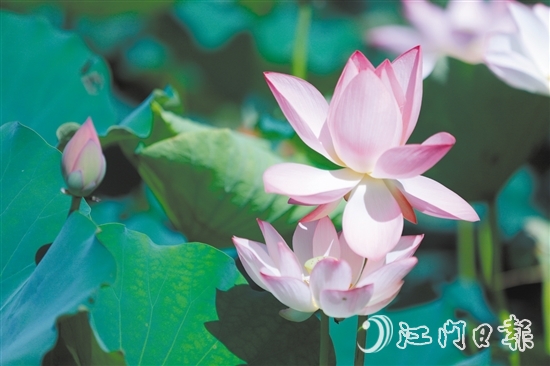 荷花亭亭玉立，惹人憐愛(ài)。