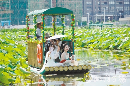 游客乘坐游船觀賞荷花。