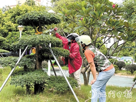 網(wǎng)格員與群眾合力，及時摘下“定居”在公園的馬蜂窩。