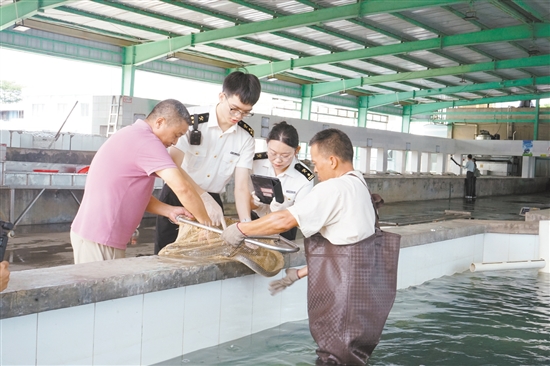海關(guān)關(guān)員對(duì)臺(tái)山出口鰻魚進(jìn)行監(jiān)管。