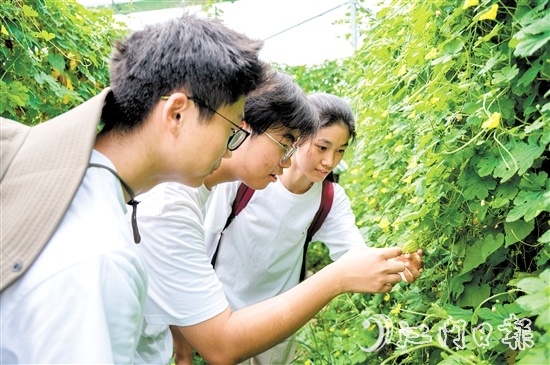 高校青年走進(jìn)田間地頭了解杜阮涼瓜的生長環(huán)境和采摘技巧。