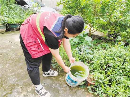 市疾控中心工作人員清理積水以預(yù)防登革熱。