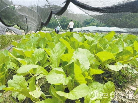 源林農(nóng)業(yè)推動(dòng)撂荒地復(fù)耕復(fù)種，種植各類瓜果蔬菜約52公頃（780畝）。