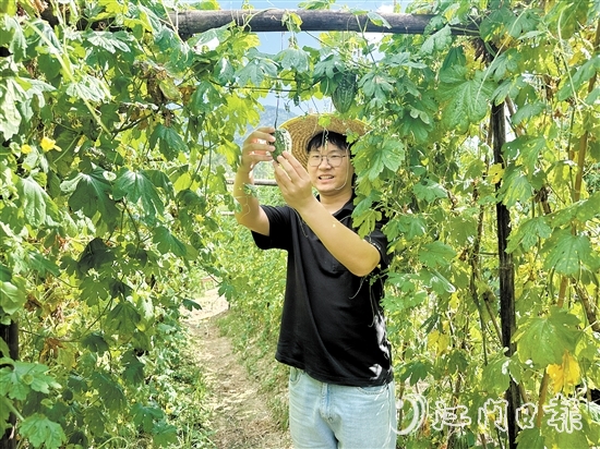上巷村選調(diào)生魯森走進(jìn)田地觀察涼瓜生長(zhǎng)情況。