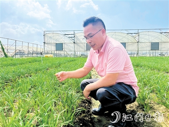 麥健輝蹲在韭菜田中，認(rèn)真觀察韭菜長勢。