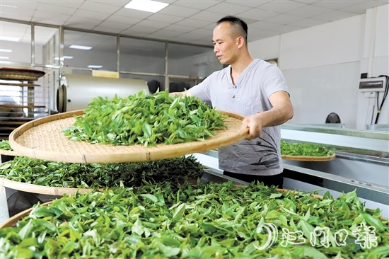 吳藝華堅(jiān)持用傳統(tǒng)方法制茶。