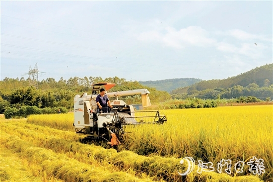收割機(jī)在稻田里來回穿梭，田野上處處一片繁忙的景象。