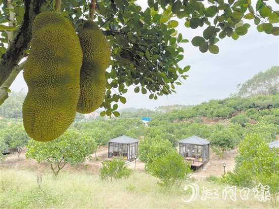雁鋒家庭農(nóng)場種植了8000棵菠蘿蜜樹，年產(chǎn)量達(dá)50萬斤，年產(chǎn)值240萬元。