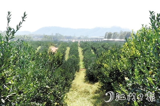 時(shí)下正值茶枝柑采摘旺季，在沙湖鎮(zhèn)和平村，漫山遍野的茶枝柑樹(shù)郁郁蔥蔥，枝頭掛滿圓潤(rùn)飽滿的果實(shí)。