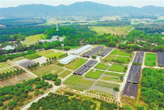 臺(tái)山市紅嶺種子園作為國(guó)家重點(diǎn)林木良種基地，落實(shí)高世代和智能育種區(qū)建設(shè)，帶動(dòng)多家企業(yè)和育苗個(gè)體戶營(yíng)建濕加松松樹(shù)良種繁育圃120公頃，累計(jì)生產(chǎn)苗木超3.7億株，良種良法廣泛推廣至南方11個(gè)省區(qū)。