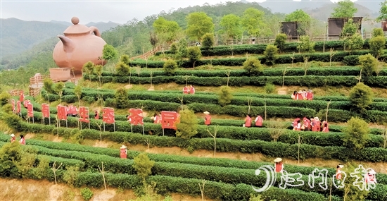 開平市打造“雙培雙帶，茶鄉(xiāng)先鋒”等黨建品牌，以黨建引領(lǐng)做好“土特產(chǎn)”文章。