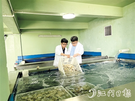 阮奇珺團隊深入海上蠔排、生蠔凈化工廠，實地考察生蠔養(yǎng)殖環(huán)境。