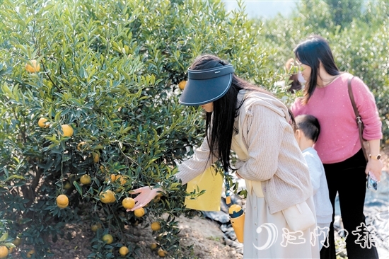游客在新會(huì)一家柑園采摘大紅柑。