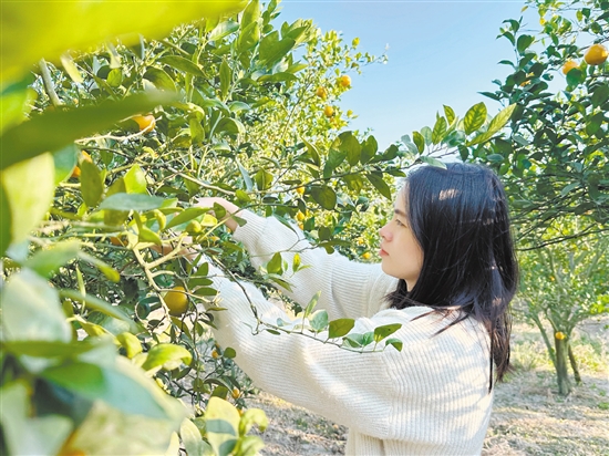 游客正在采摘皇帝柑。