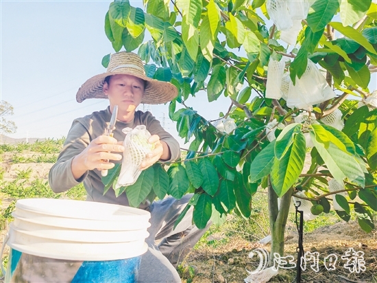 釋迦果采摘季將持續(xù)到明年3月中旬。
