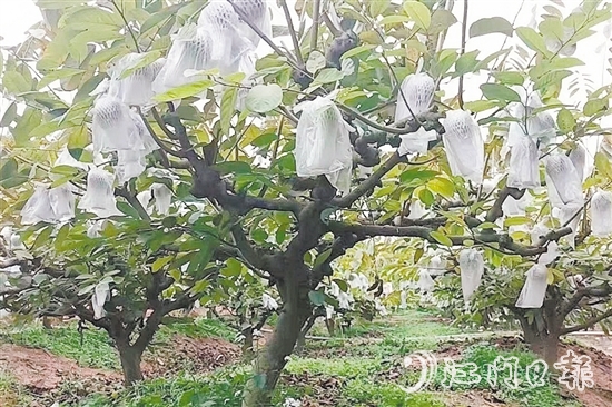 在址山鎮(zhèn)昆中村的釋迦果種植基地，碩大的釋迦果掛滿枝頭。