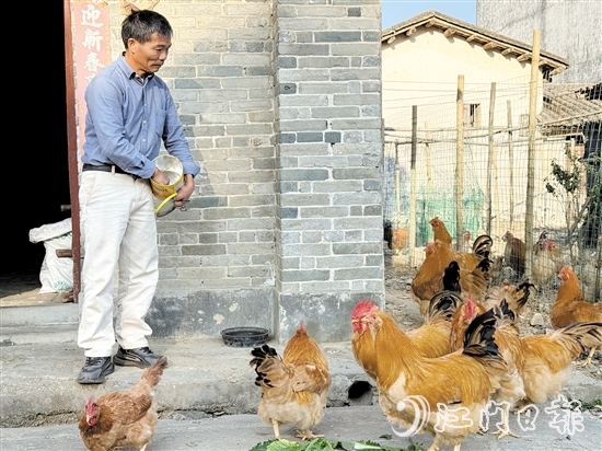 梁叔說，養(yǎng)雞其實(shí)并不繁瑣，一天只需喂食兩餐，三四天清理一次糞便，十分省心。