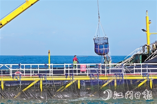 12月11日，黃茅海跨海通道開(kāi)通當(dāng)天，在川島海域，新一批重量超過(guò)2萬(wàn)公斤的鮸魚(yú)良種被成功投放至“臺(tái)山1號(hào)”。
