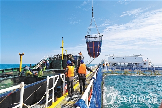 黃茅海跨海通道開通當天，新一批鮸魚良種被成功投放至“臺山1號”。