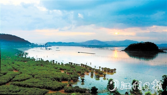 恩平市鎮(zhèn)海灣紅樹林生態(tài)資源豐富。