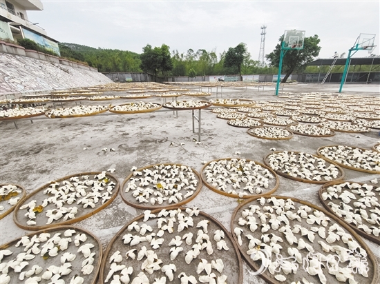 上凱村積極發(fā)展茶枝柑產(chǎn)業(yè)。