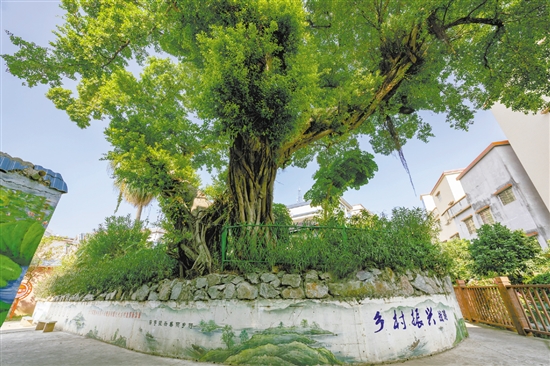 村內(nèi)的古榕已經(jīng)300多歲了。