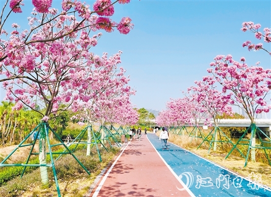 英洲海碧道的紫花風(fēng)鈴迎風(fēng)盛開，冬日暖陽下彌漫浪漫氣氛。