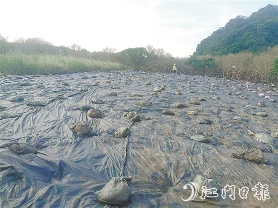 在治理現(xiàn)場，已清除互花米草的區(qū)域用遮陽網(wǎng)進(jìn)行遮蓋。