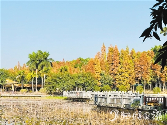每當(dāng)冬季來(lái)臨，紅羽杉的葉子逐漸由綠變黃，再轉(zhuǎn)為鮮艷的紅色，與公園曲徑通幽的林道小徑相得益彰。