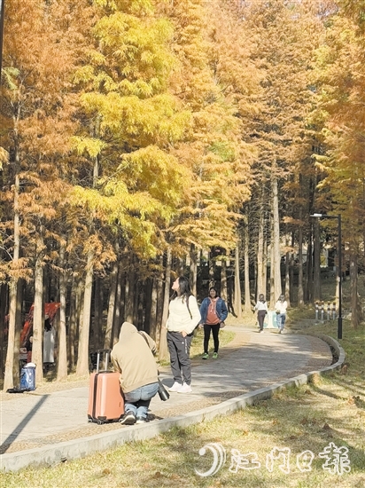 ▲紅羽杉林獨(dú)特的景觀吸引了眾多市民、游客前來(lái)賞景拍照“打卡”。