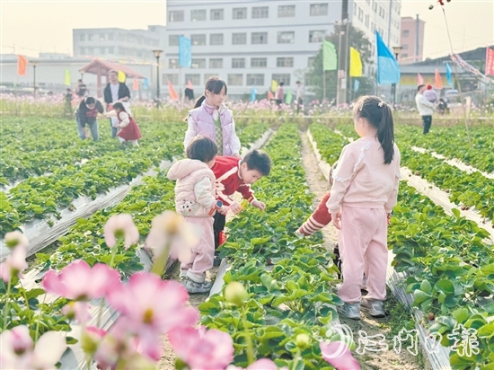 小朋友們手持剪刀，細心地采摘草莓。