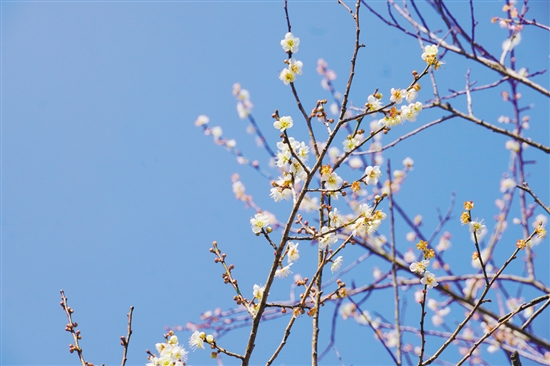梅花開放正當(dāng)時。