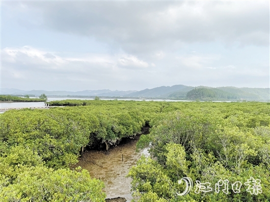 恩平鎮(zhèn)海灣紅樹林是環(huán)鎮(zhèn)海灣生態(tài)文明發(fā)展示范區(qū)的一顆耀眼明珠。