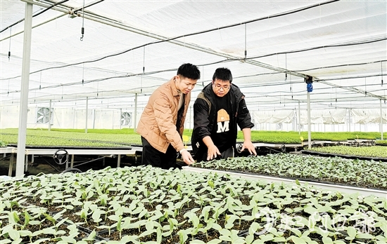 沖蔞鎮(zhèn)大力發(fā)展南瓜產(chǎn)業(yè)，點亮致富新希望。