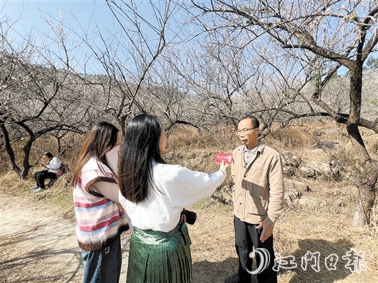 黎松德介紹今年梅花開放情況。