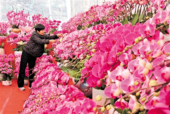 蘭花是年花市場的寵兒，深受市民喜愛。